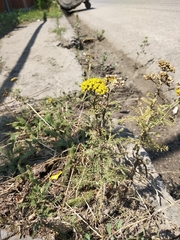 Achillea arabica