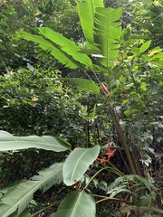 Heliconia spathocircinata