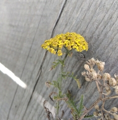 Achillea arabica