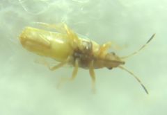 Oxycarenidae
