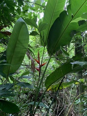 Heliconia spathocircinata