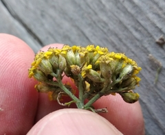 Achillea arabica