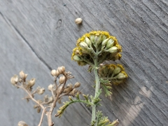 Achillea arabica