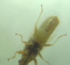 Oxycarenidae