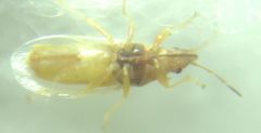 Oxycarenidae