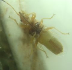 Oxycarenidae