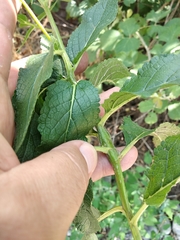 Verbascum chaixii laxum