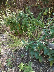 Verbascum chaixii laxum