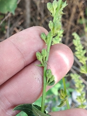 Verbascum chaixii laxum