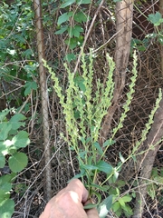 Verbascum chaixii laxum