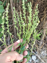 Verbascum chaixii laxum