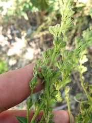 Verbascum chaixii laxum
