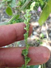 Verbascum chaixii laxum