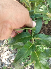 Verbascum chaixii laxum