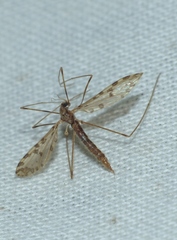 Ilisia maculata