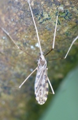 Ilisia maculata