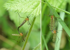 Limonia nigropunctata