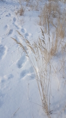 Achnatherum sibiricum