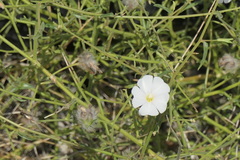 Convolvulus virgatus