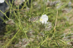 Convolvulus virgatus