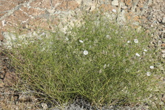 Convolvulus virgatus