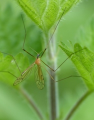 Limonia phragmitidis