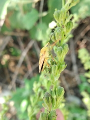 Carpocoris mediterraneus