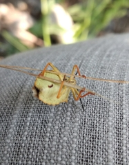 Carpocoris mediterraneus