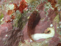 Corcyrogobius liechtensteini