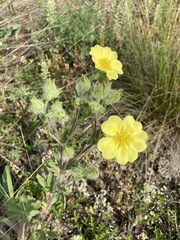 Potentilla astracanica