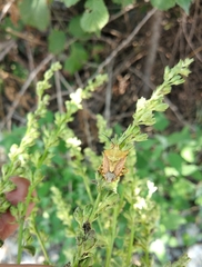 Carpocoris mediterraneus
