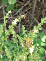 Carpocoris mediterraneus