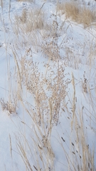 Artemisia sieversiana