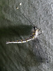 Pilacmonotus sabulosus