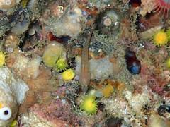 Corcyrogobius liechtensteini