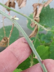 Rubus × pruinosus