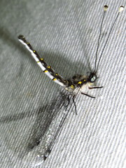 Pilacmonotus sabulosus