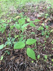 Amphicarpaea edgeworthii