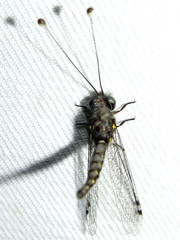 Pilacmonotus sabulosus