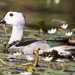 Cotton Pygmy-Goose - Photo (c) Thet Zaw Naing, some rights reserved (CC BY-NC), uploaded by Thet Zaw Naing