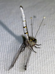 Pilacmonotus sabulosus