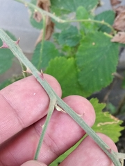 Rubus × pruinosus