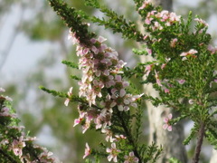 Leptospermum liversidgei