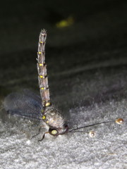 Pilacmonotus sabulosus