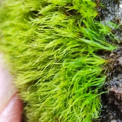 Pleuridium subulatum