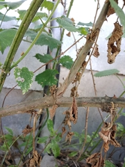 Rubus × pruinosus