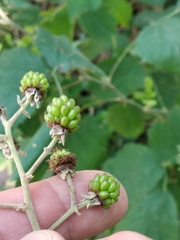 Rubus × pruinosus