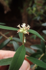 Pimelea drupacea