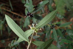 Pimelea drupacea