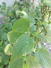 Urtica galeopsifolia